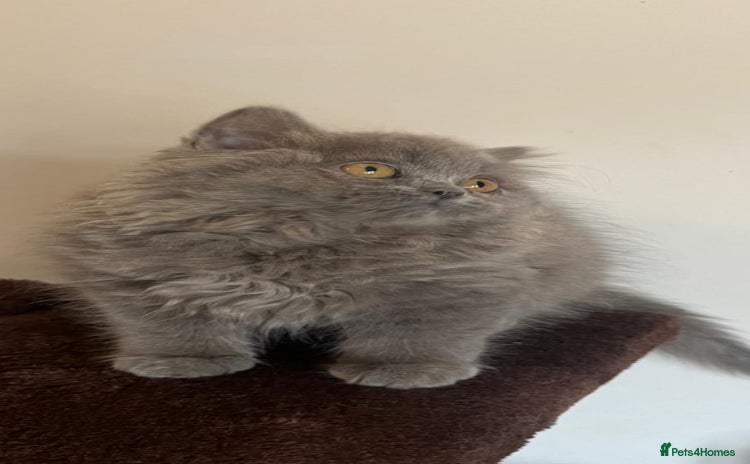 British Shorthair cats - Advert 12