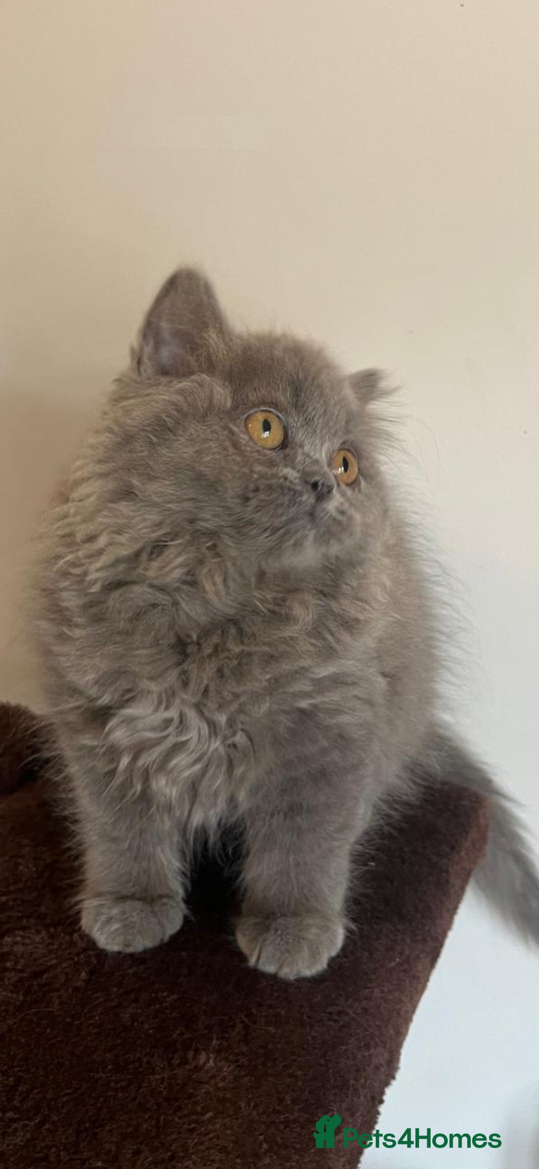 British Shorthair cats for sale: Gorgeous Brittsh Kittens Fully Vaccinated  - Image 25