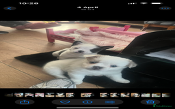 Mixed Breed dogs for sale: Adorable bitch 6 months old Pomsky  - Image 15