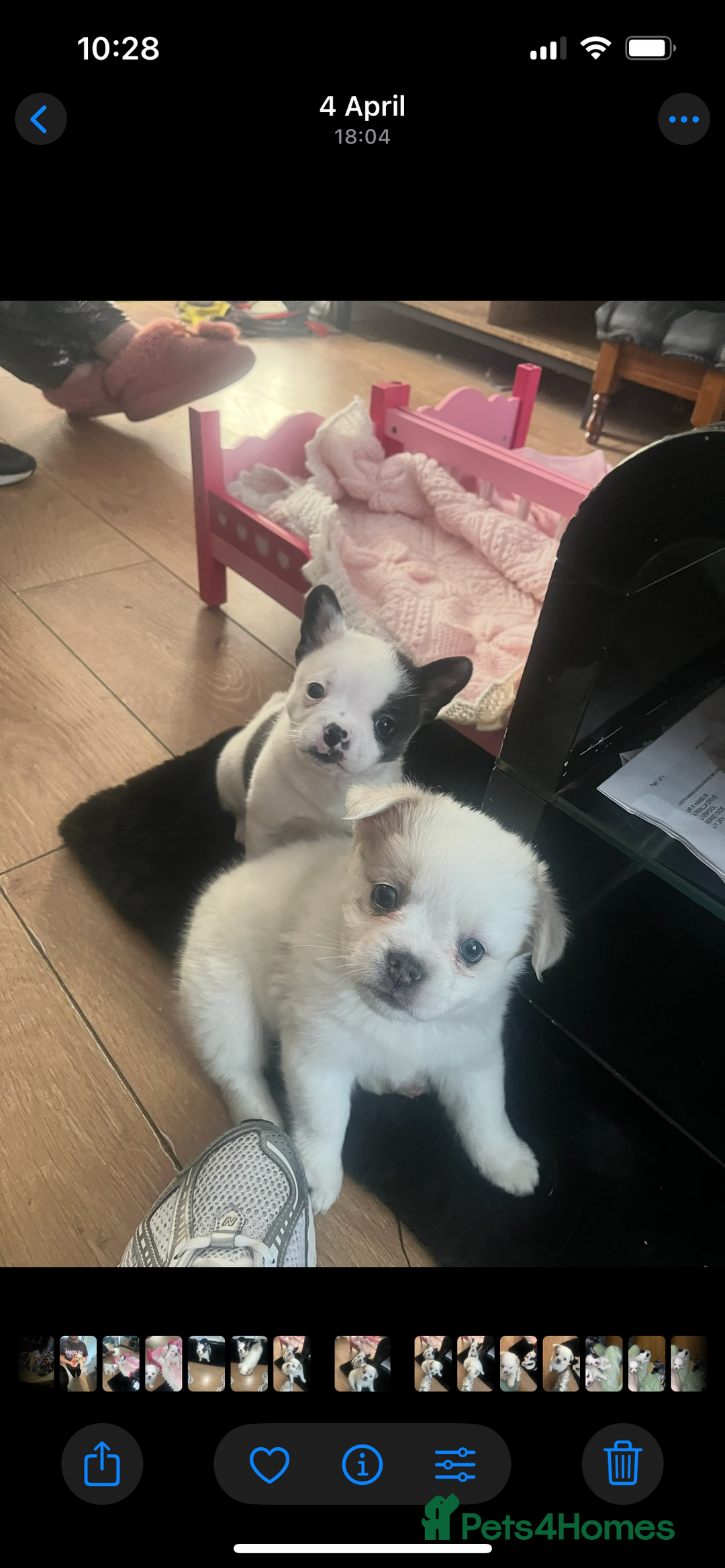 Mixed Breed dogs for sale: Adorable bitch 6 months old Pomsky  - Image 15