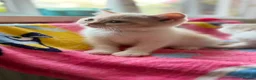 Scottish Fold cats for sale: Scottish fold kittens - Advert 3
