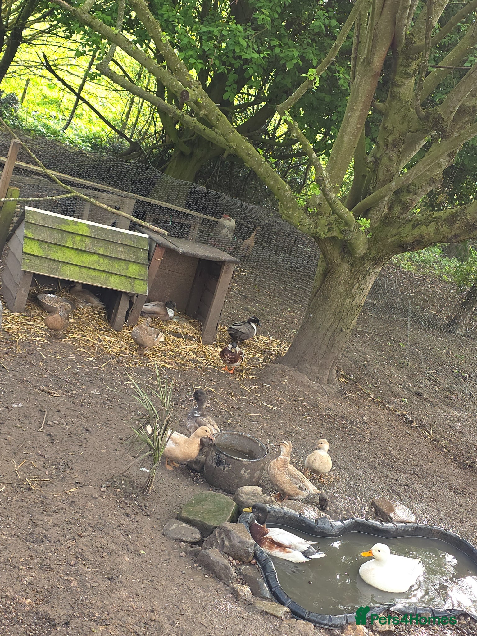 Ducks poultry Call duck hatching eggs - Advert 14