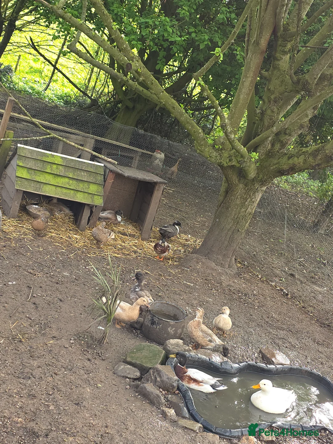 Ducks poultry for sale: Call duck hatching eggs - Advert 1