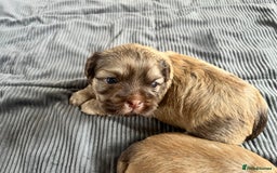 Shih Tzu dogs for sale: Absolutely beautiful shih tzu puppies - Image 15