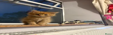 Gizmo