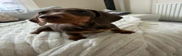 Miniature Dachshund dogs for sale: BEST OFFER! ONLY 2 LEFT! KC Registered Puppies 💕 - Advert 4