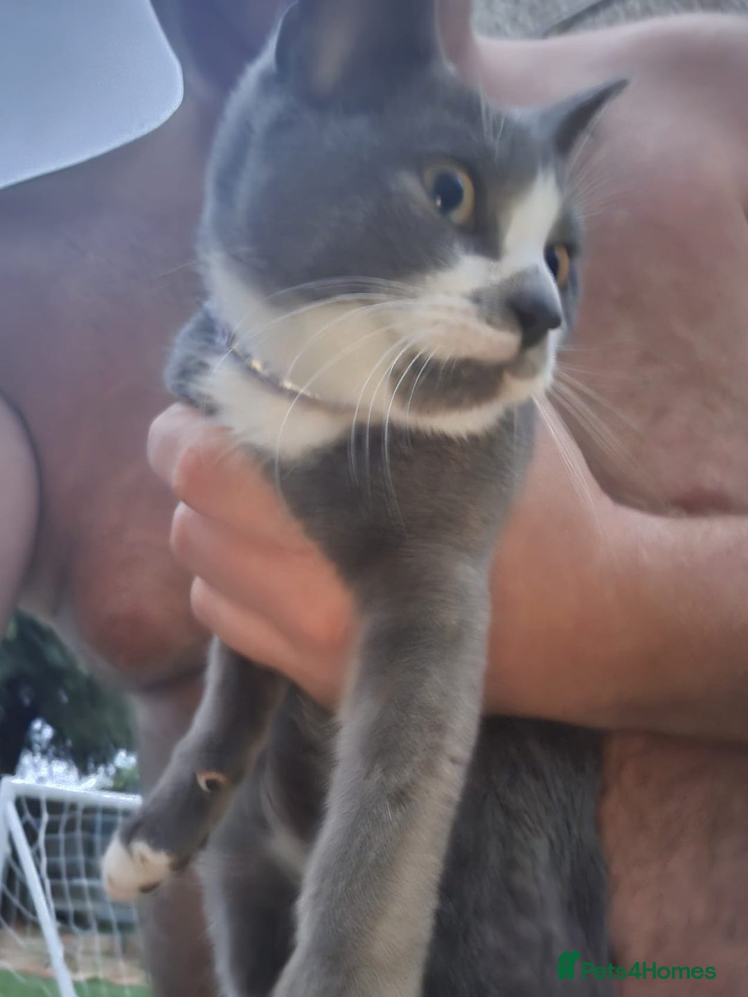 Mixed Breed cats for sale: Grey and white female kitten for sale - Image 1