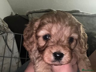 Cavapoo dogs 4 Gorgeous Red Cavapoo’s. Parents health tested - Advert 1