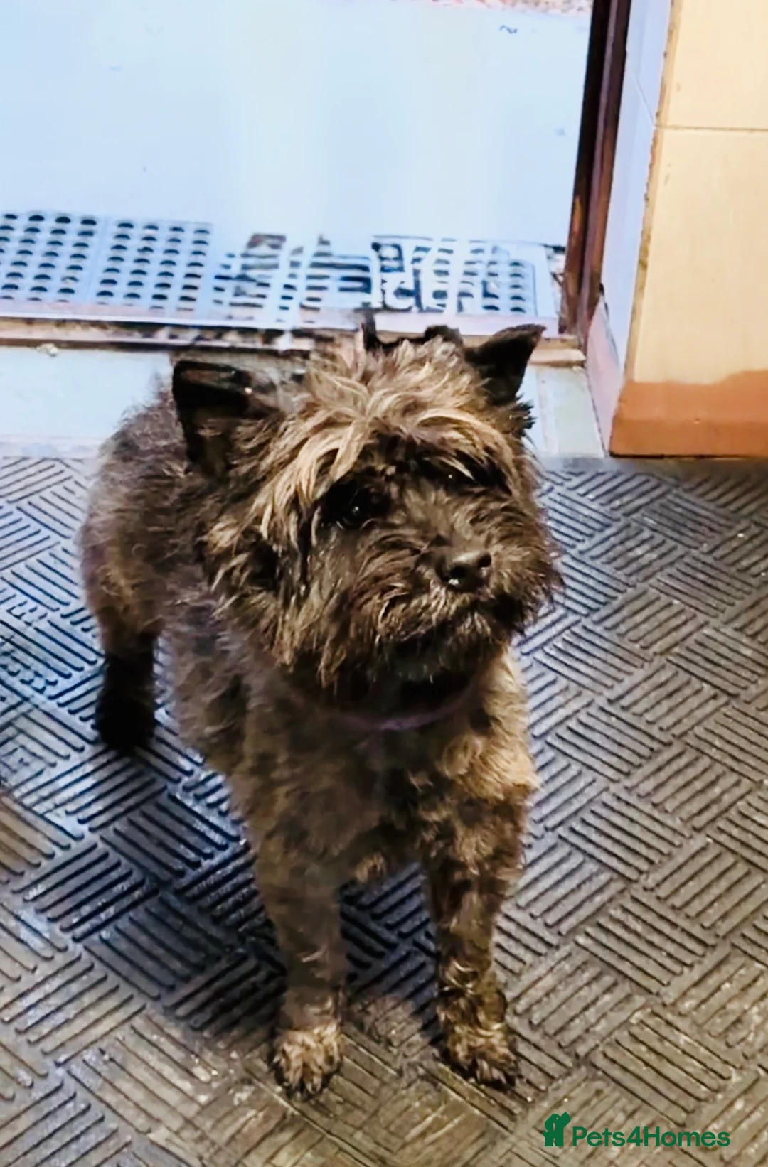 Cairn Terrier dogs for sale: Adorable Cairns “Olivia’s pups” - Advert 9