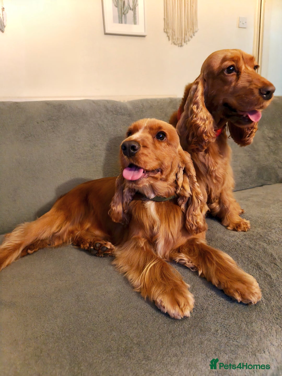 Cocker Spaniel dogs for sale: Two Cocker spaniel dogs. Girl and Boy - Advert 13