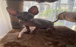 Sphynx cats for sale: 5 Playful & Affectionate Sphynx Kittens - Image 14