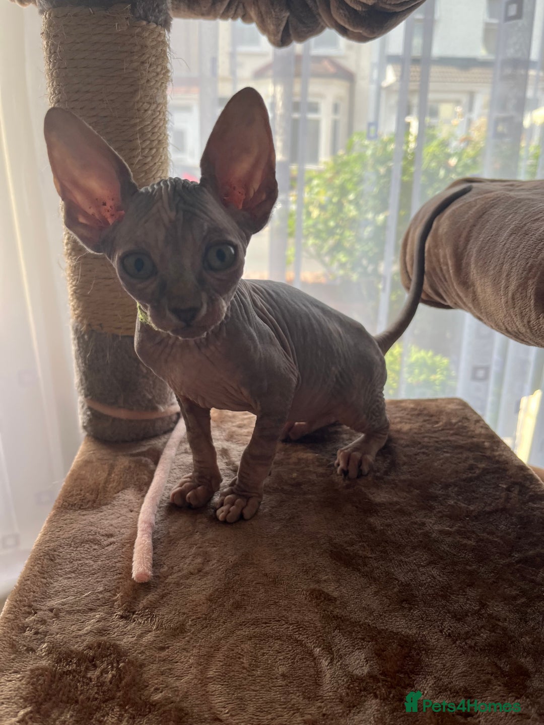 Sphynx cats for sale: 5 Playful & Affectionate Sphynx Kittens - Image 14