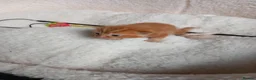 Mixed Breed cats for sale: Goldie and Meg have had their gorgeous kittens - Advert 6