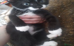 Bengal cats for sale: Half snow bengals - Image 3