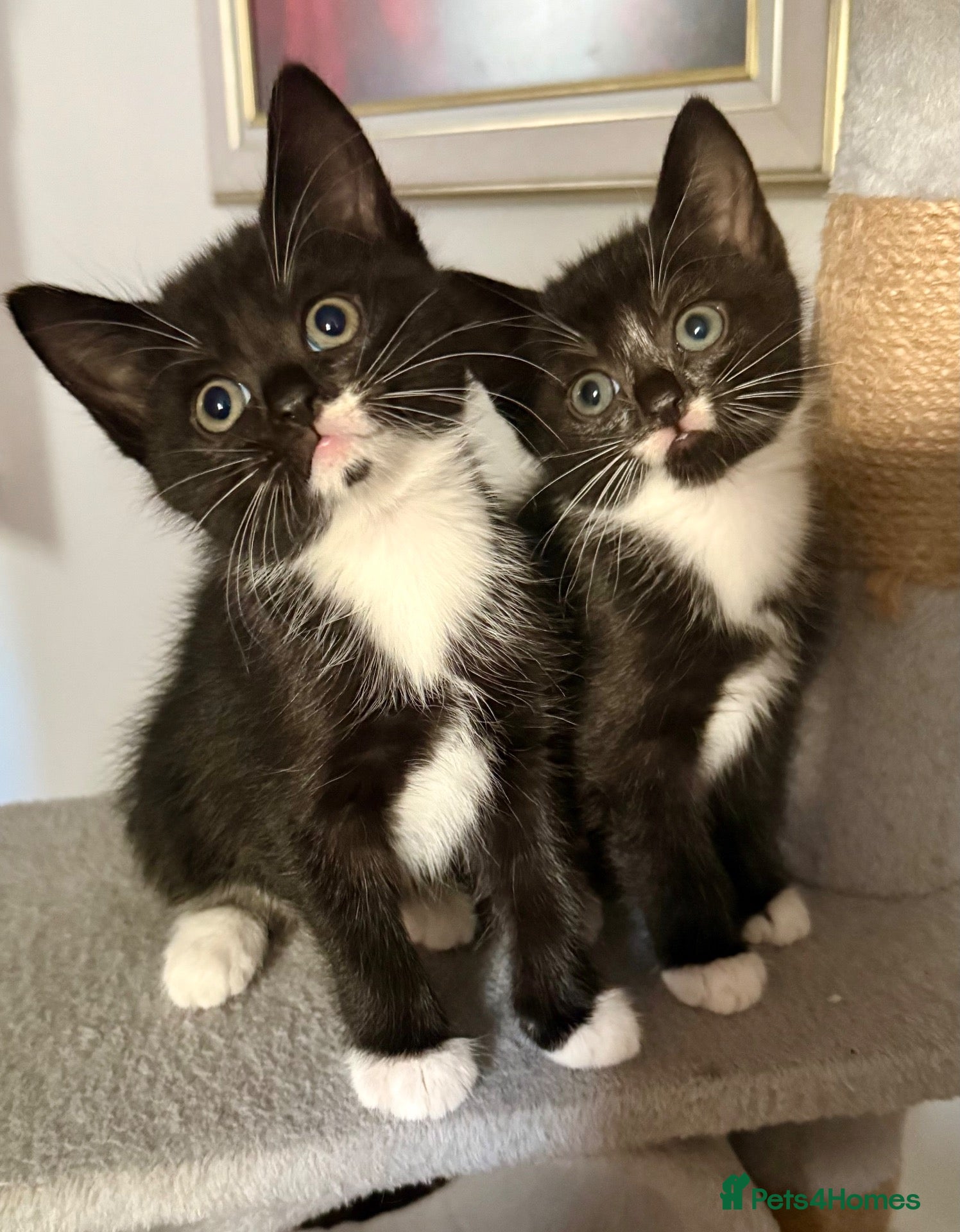 Mixed Breed cats Lovely Mixed-Breed Kittens Seeking Loving Homes - Advert 3