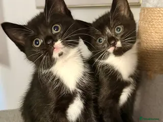 Mixed Breed cats Lovely Mixed-Breed Kittens Seeking Loving Homes - Advert 3