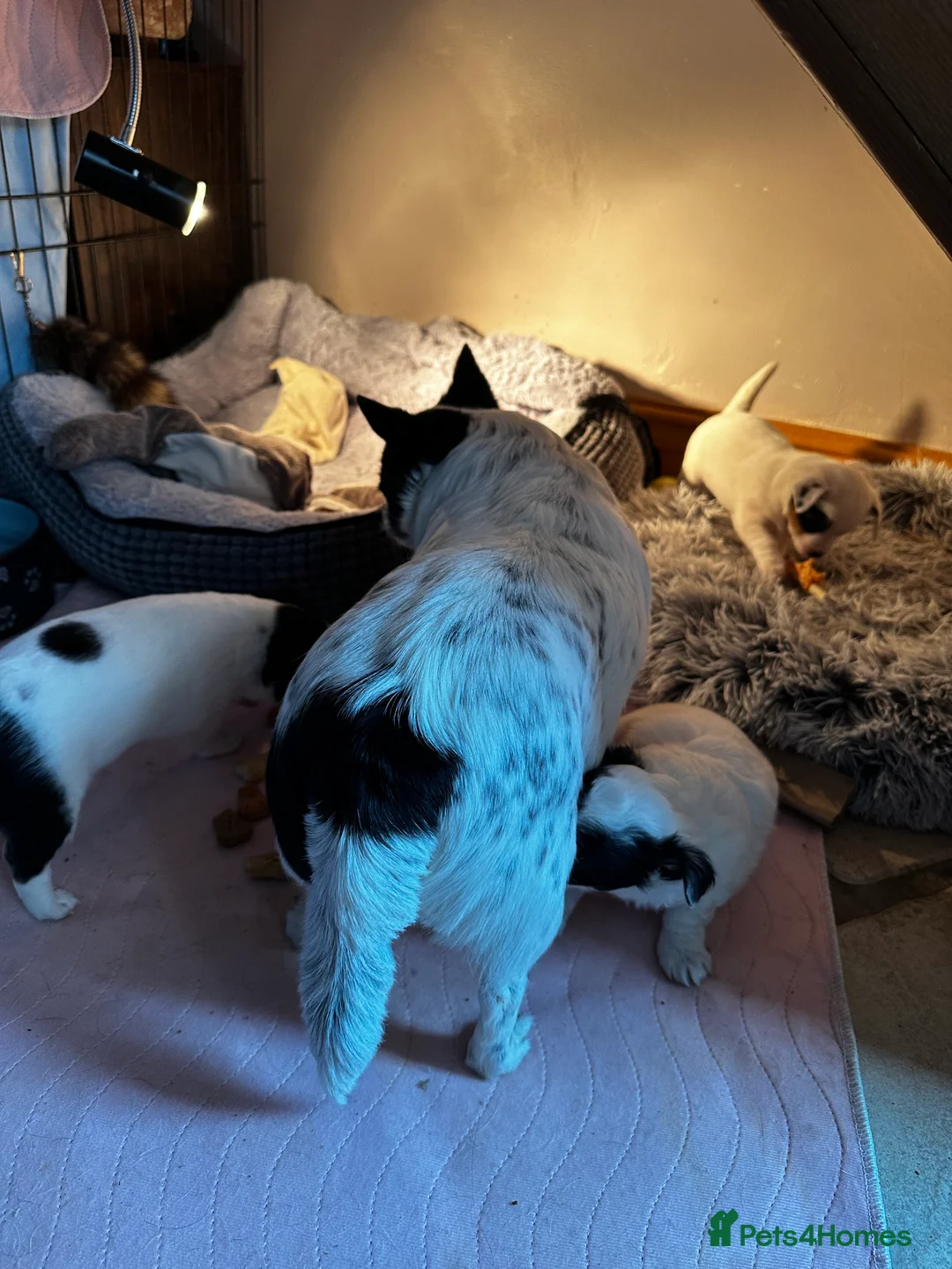 Jack Chi dogs for sale: Three beautiful boys  - Advert 2