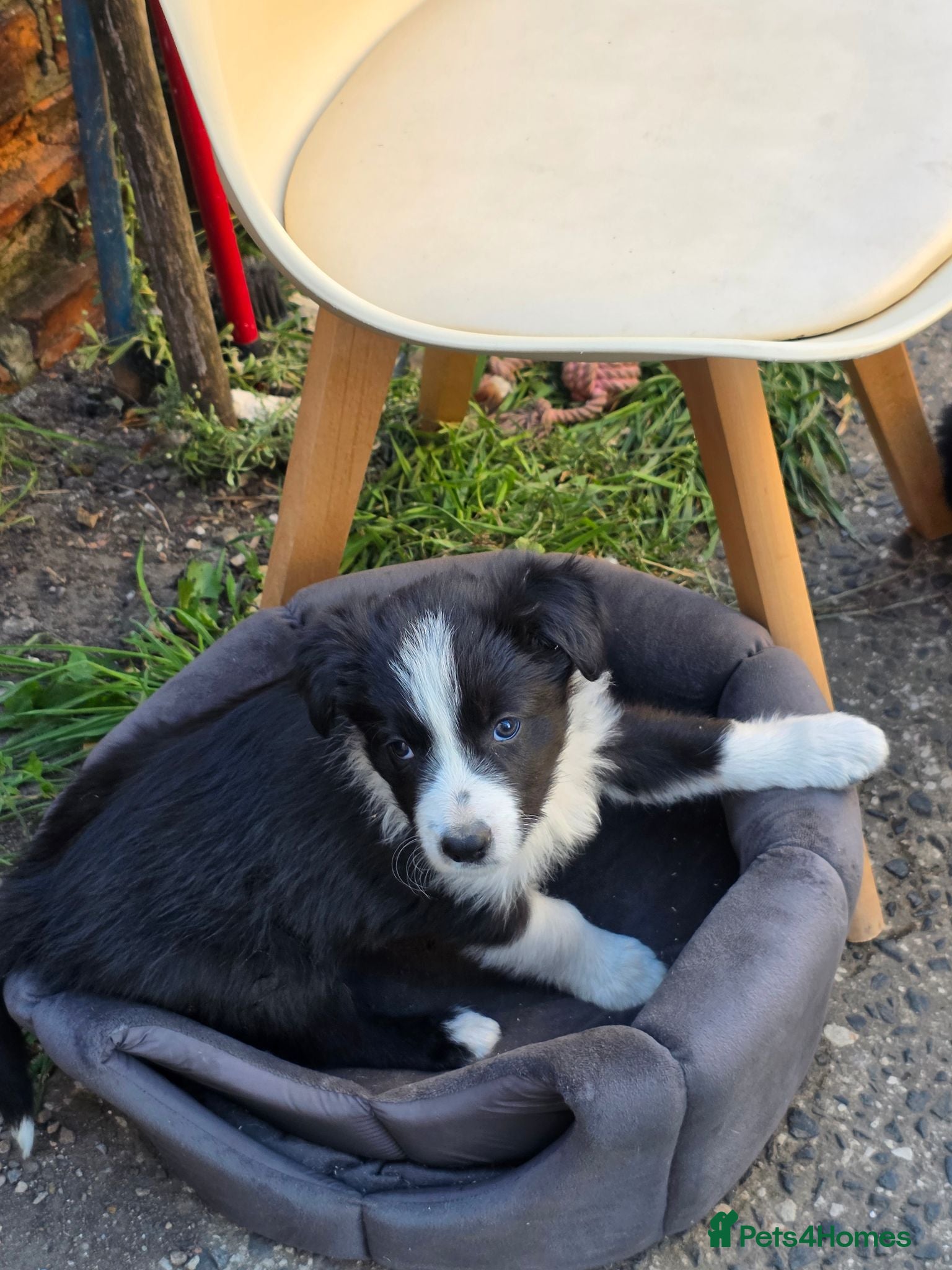 Border Collie dogs One beautiful boy available boarder collie pups - Advert 10