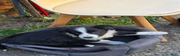 Border Collie dogs for sale: One beautiful boy available boarder collie pups - Advert 2