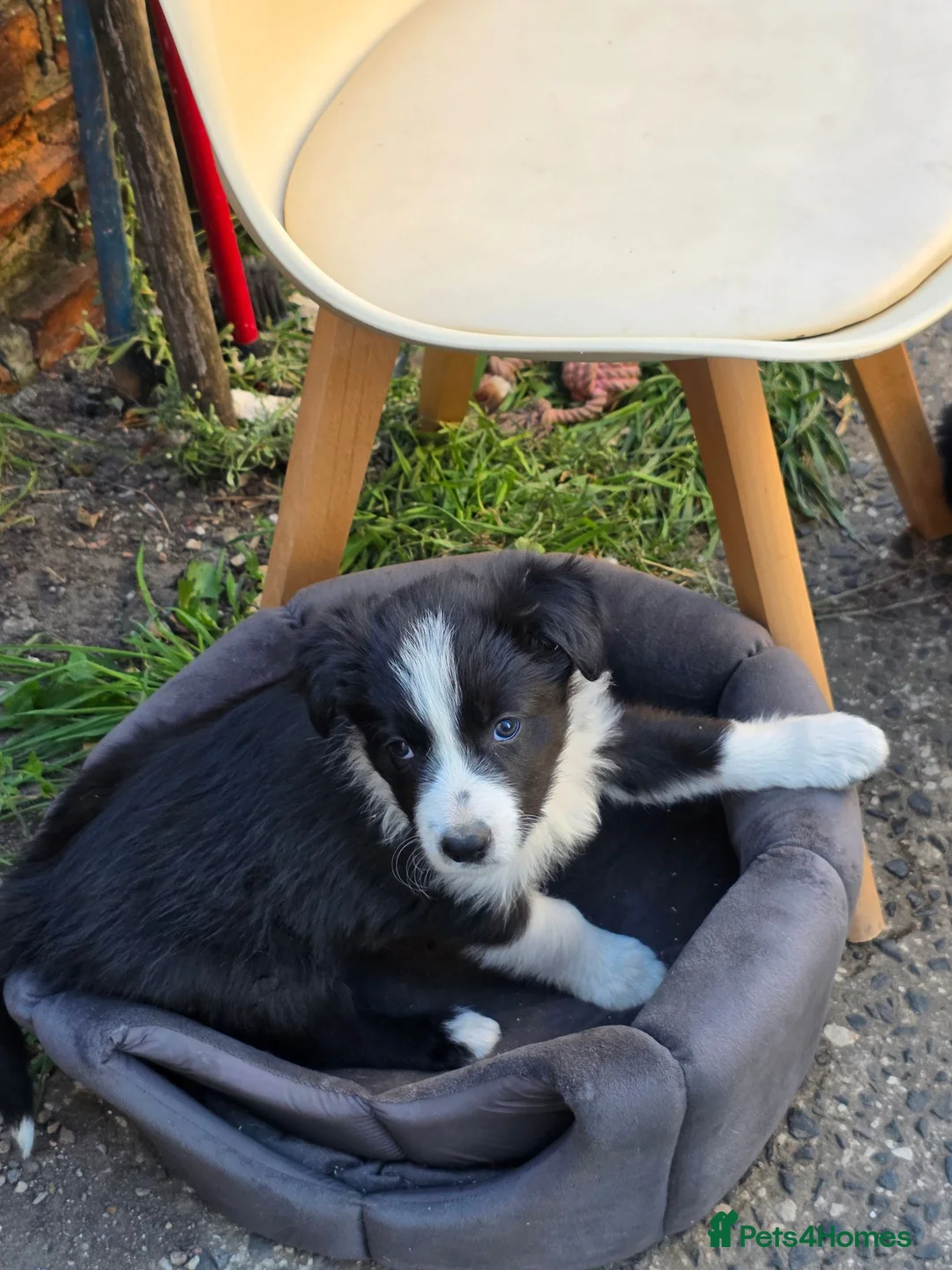 Border Collie dogs for sale: One beautiful boy available boarder collie pups - Advert 2