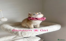 British Shorthair cats for sale: Rare NY12 British Shorthair Kittens  - Image 7