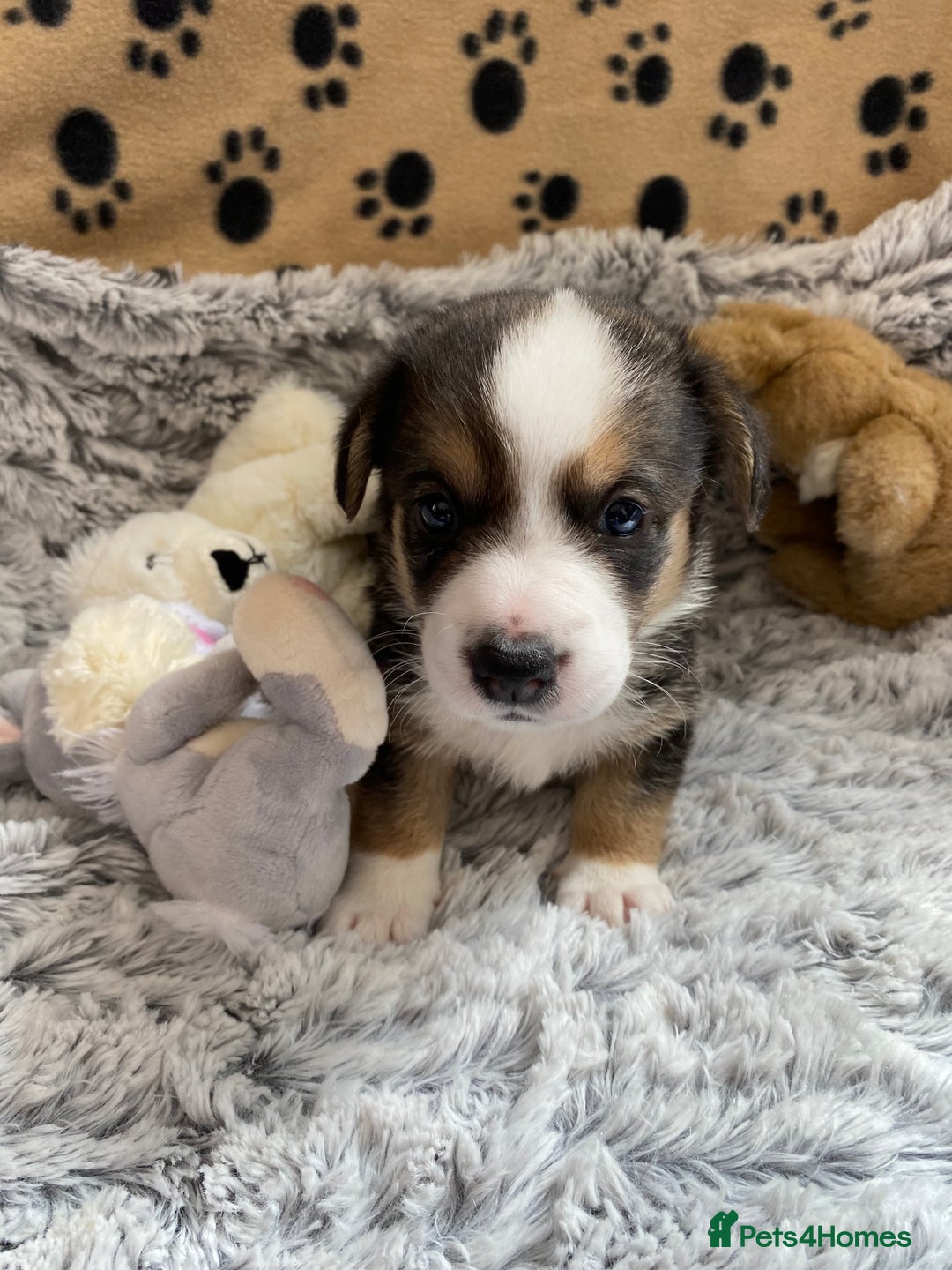 Welsh Corgi Cardigan dogs for sale: WELSH CARDIGAN CORGI BABIES FROM 5 ⭐ LICENSED HOME - Image 5