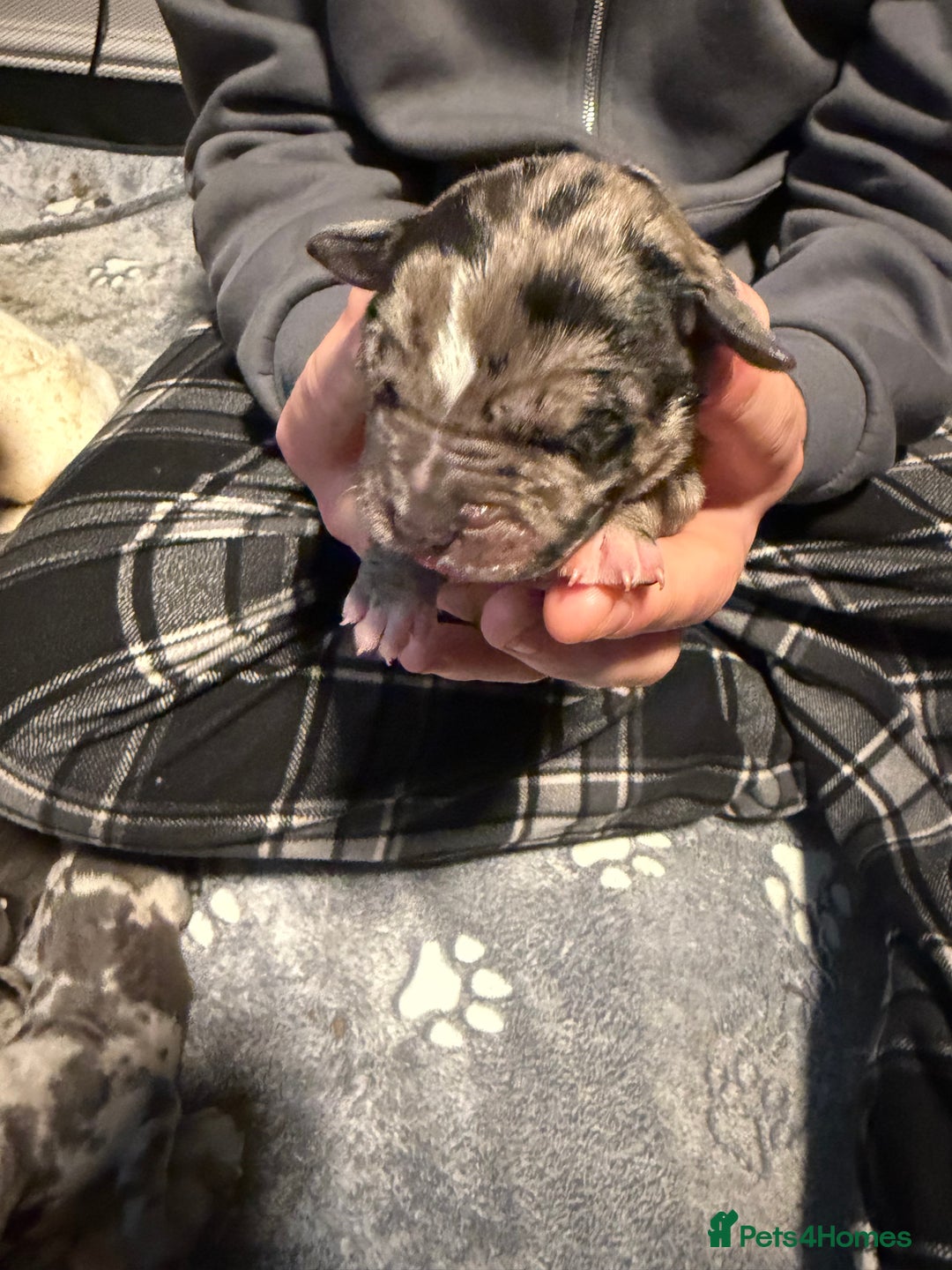 Cane Corso dogs for sale: Beautiful chunky  **  litter  - Advert 10