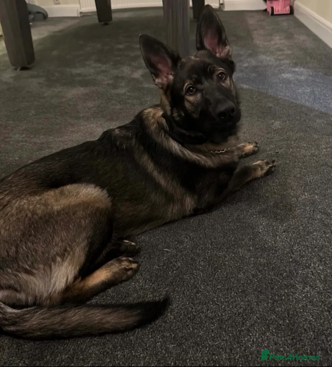 German Shepherd dogs for sale: 9 month old German shepherd girl in Lincoln - Advert 2