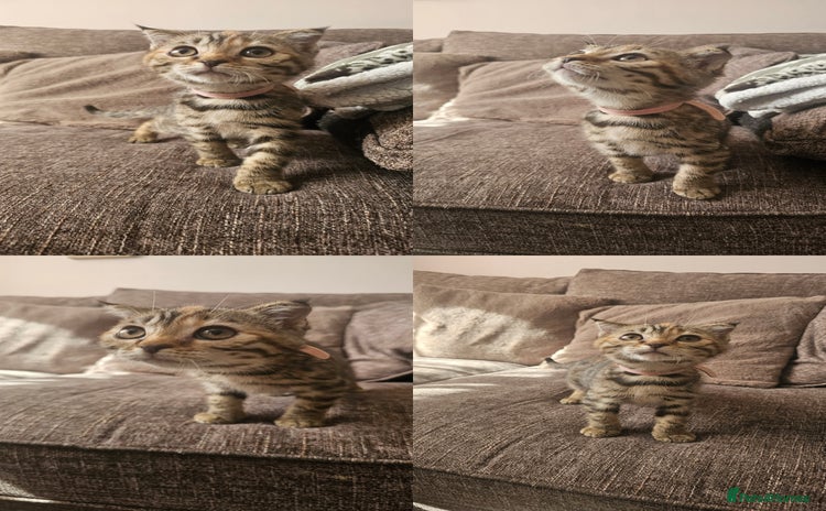Mixed Breed cats - Advert 2