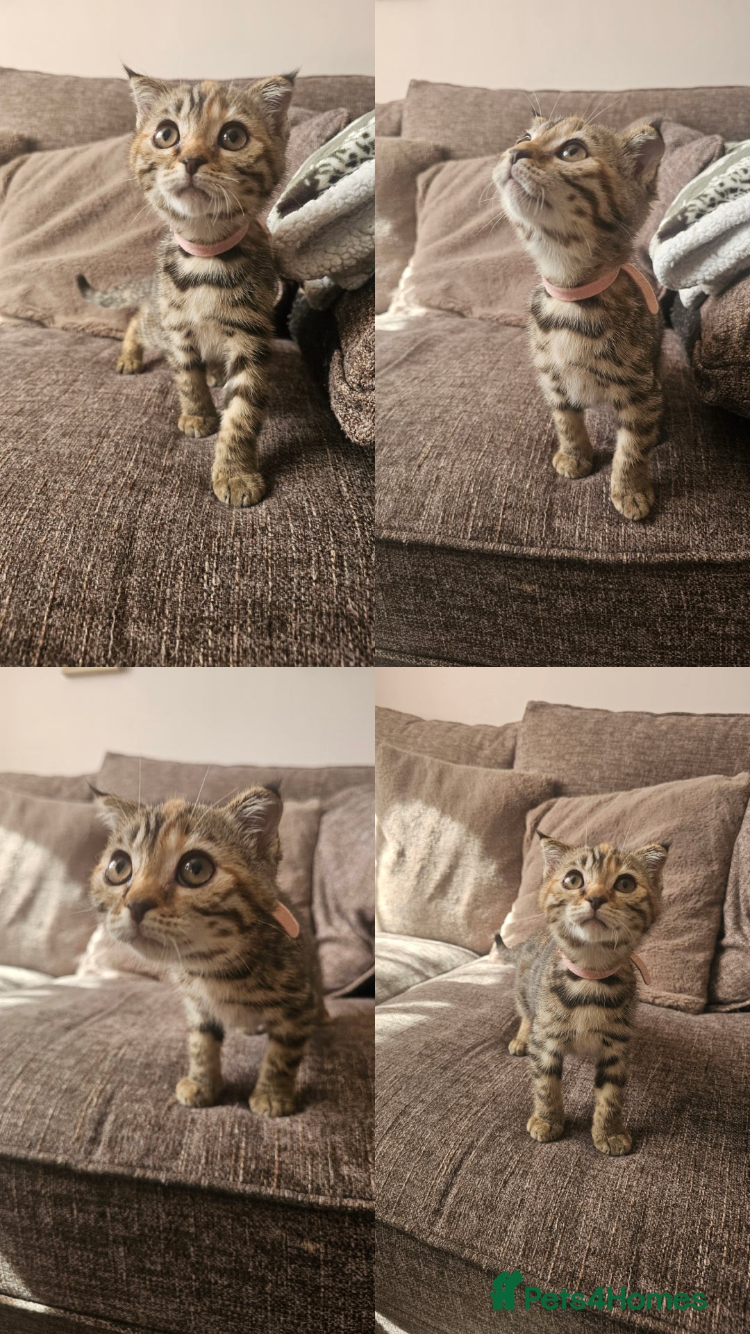 Mixed Breed cats for sale: Silver bengal x Scottish fold kittens - Image 1