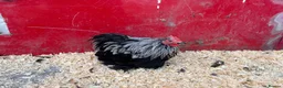 Chickens poultry for sale: Pekin pullets  - Advert 10