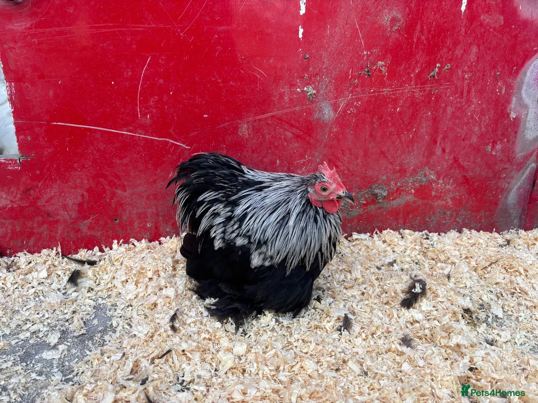 Chickens poultry for sale: Pekin pullets  - Advert 10