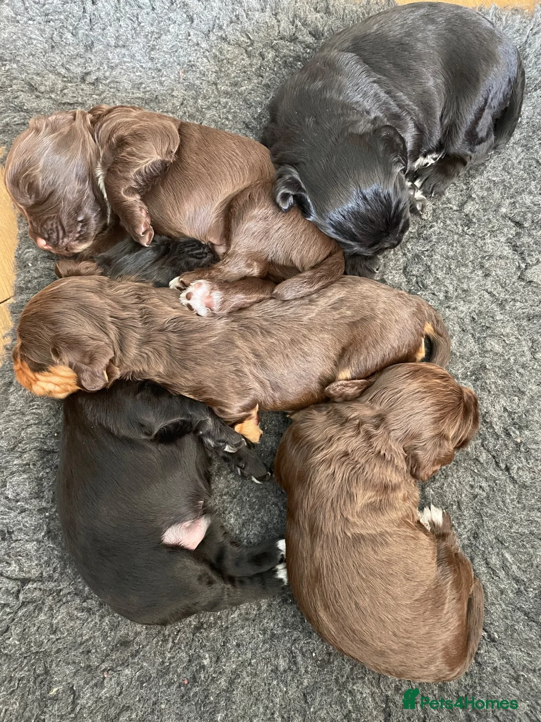 Cocker Spaniel dogs for sale: Working cocker spaniel pups - Advert 2
