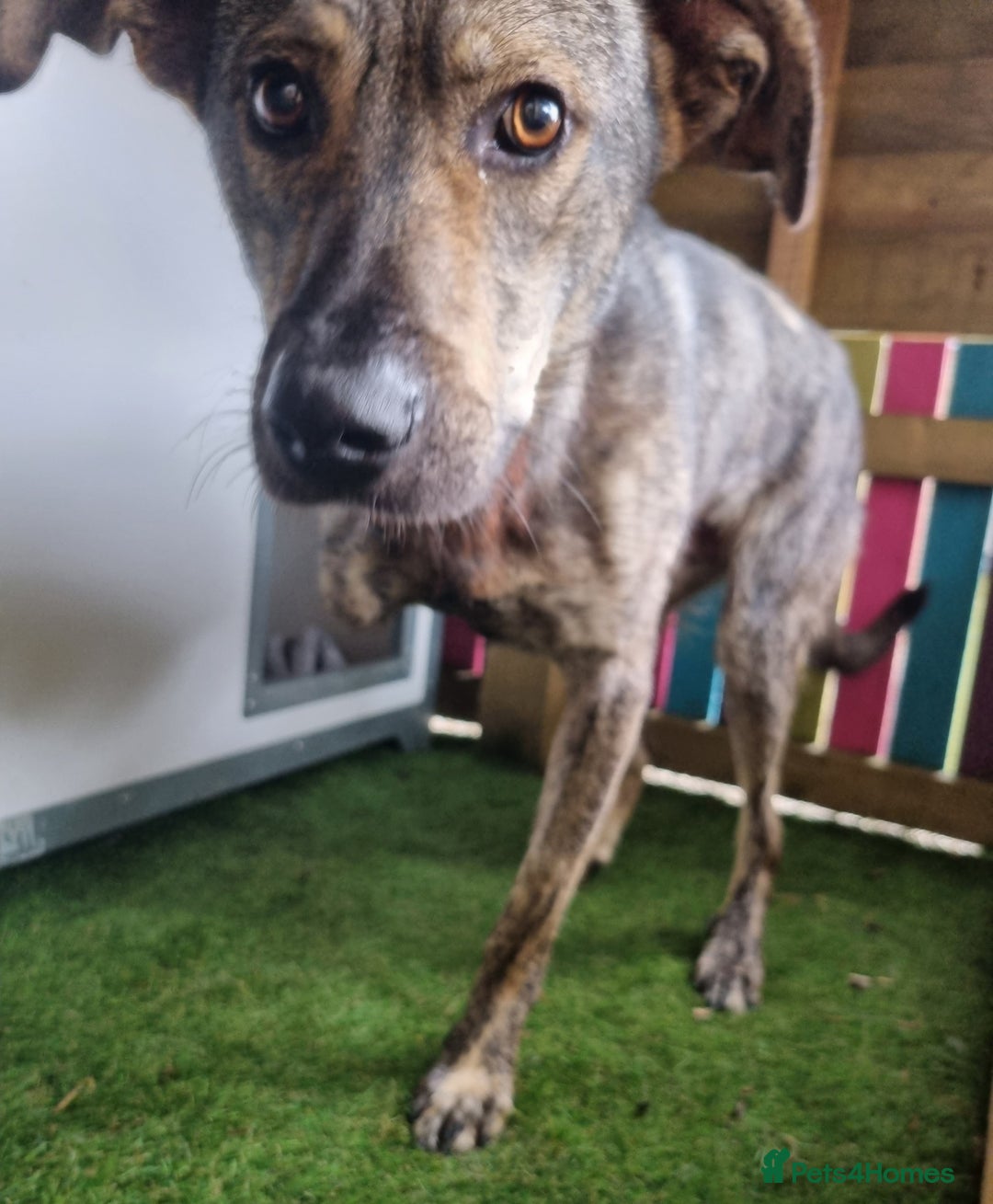 Mixed Breed dogs for adoption: Meet Ronnie  - Image 2