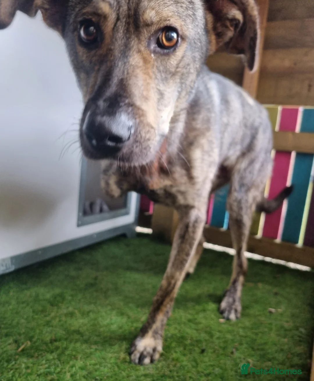 Mixed Breed dogs for adoption: Ronnie - In Ayr Looking for a Home  - Advert 2