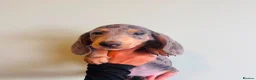 Miniature Dachshund dogs for sale: Miniature dachaunds READY NOW - Advert 3