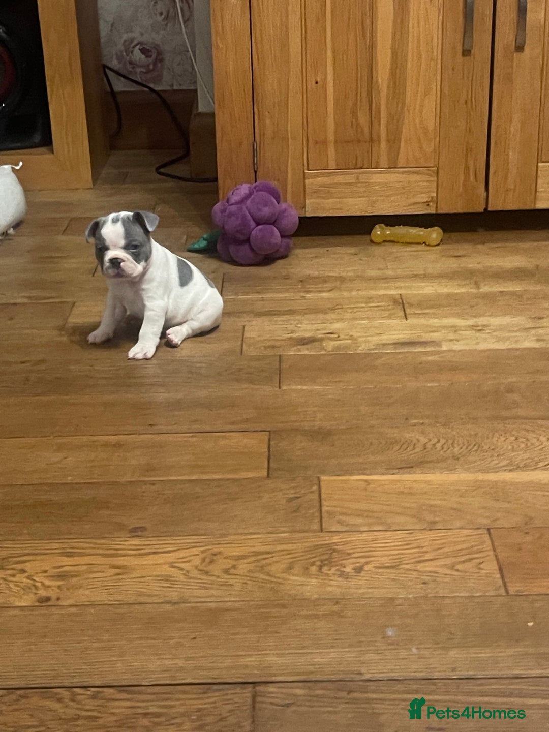 French Bulldog dogs for sale: Last pied French bulldog boy for sale - Image 9