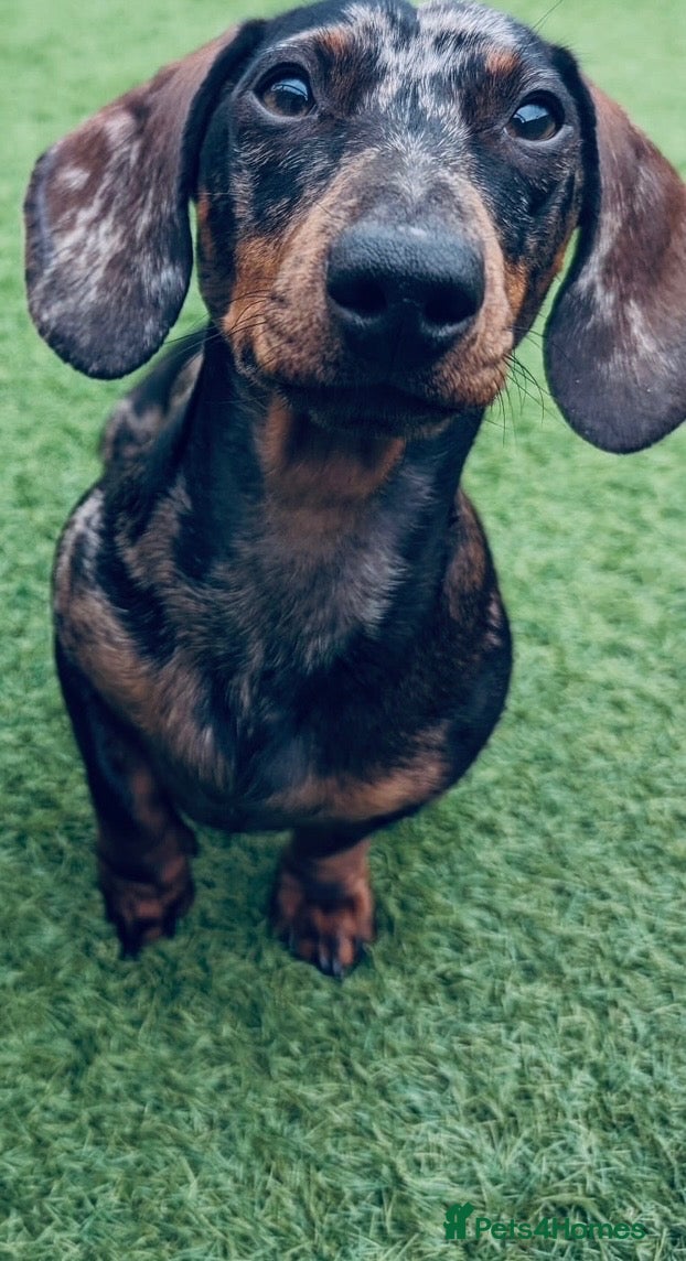 Miniature Dachshund dogs 3 year old Male Mini Daschund for rehoming  - Advert 9