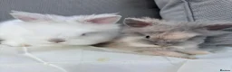 Mixed Breed rabbits for sale: Double Manned Lionhead Dwarf Rabbits  - Advert 11