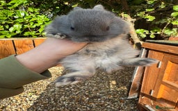 Netherland Dwarf rabbits for sale: Netherland dewarfs, ready to leave in 6 weeks  - Image 4