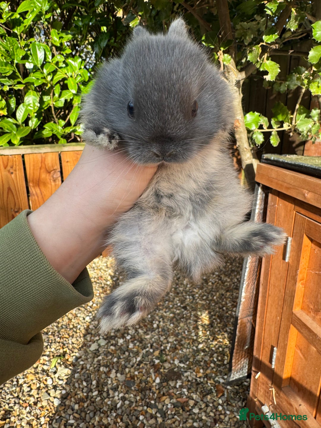 Netherland Dwarf rabbits for sale: Netherland dewarfs, ready to leave in 6 weeks  - Image 4