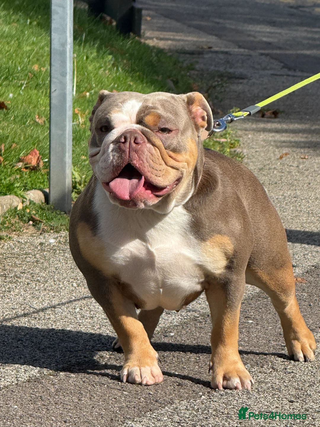 English Bulldog dogs for sale: KC English bulldog puppies  - Advert 27