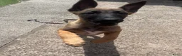 Mixed Breed dogs for sale: Litter of 10 Gsd X Mal  - Advert 4