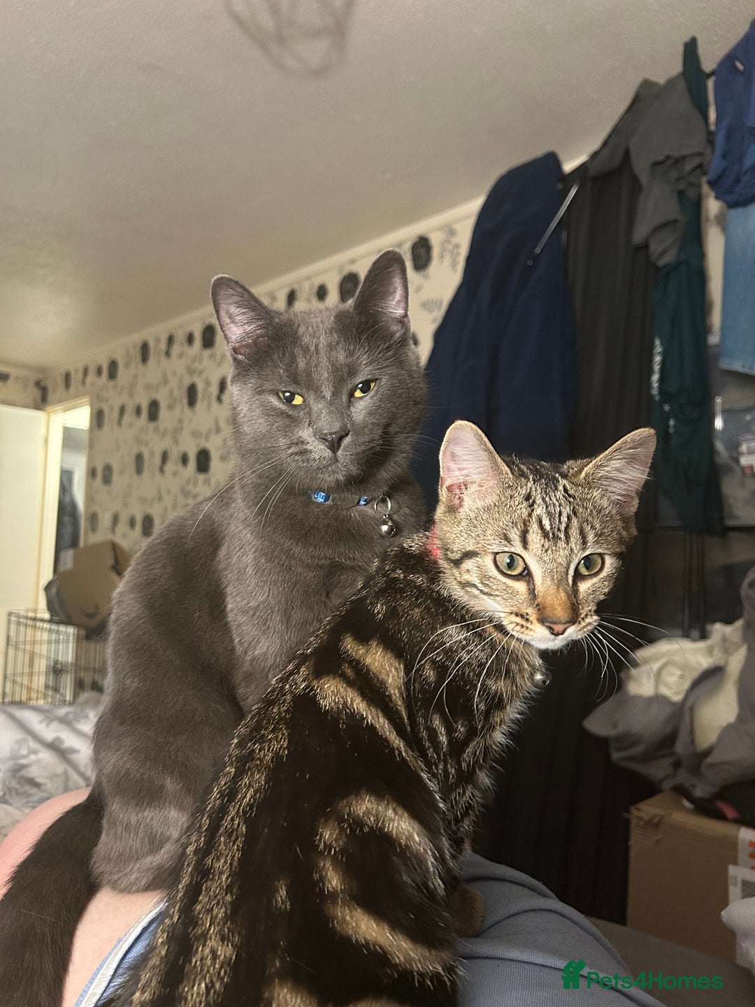 Bengal cats for sale: Bengal male looking for a loving home  - Advert 10