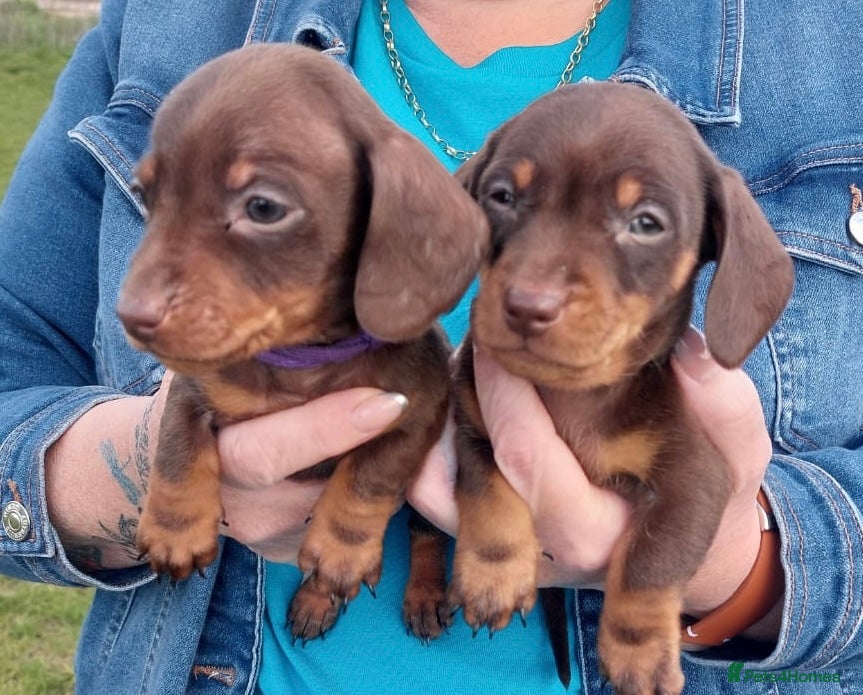 Miniature Dachshund dogs Miniature Dachshund Puppies - Advert 1
