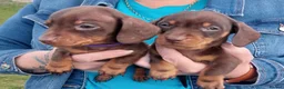 Miniature Dachshund dogs for sale: Miniature Dachshund Puppies - Advert 24