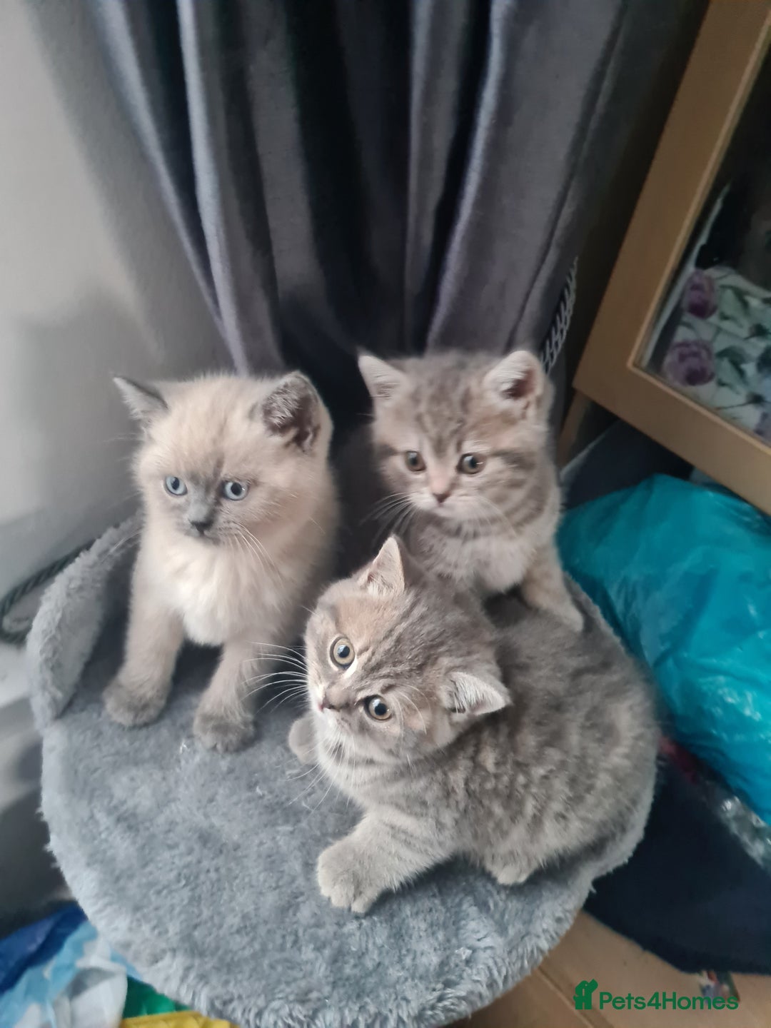 British Shorthair cats for sale: Beautiful kittens. - Advert 3