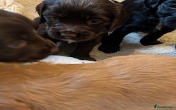 Cocker Spaniel dogs for sale: Gorgeous cocker spaniel ( working type) - Advert 13