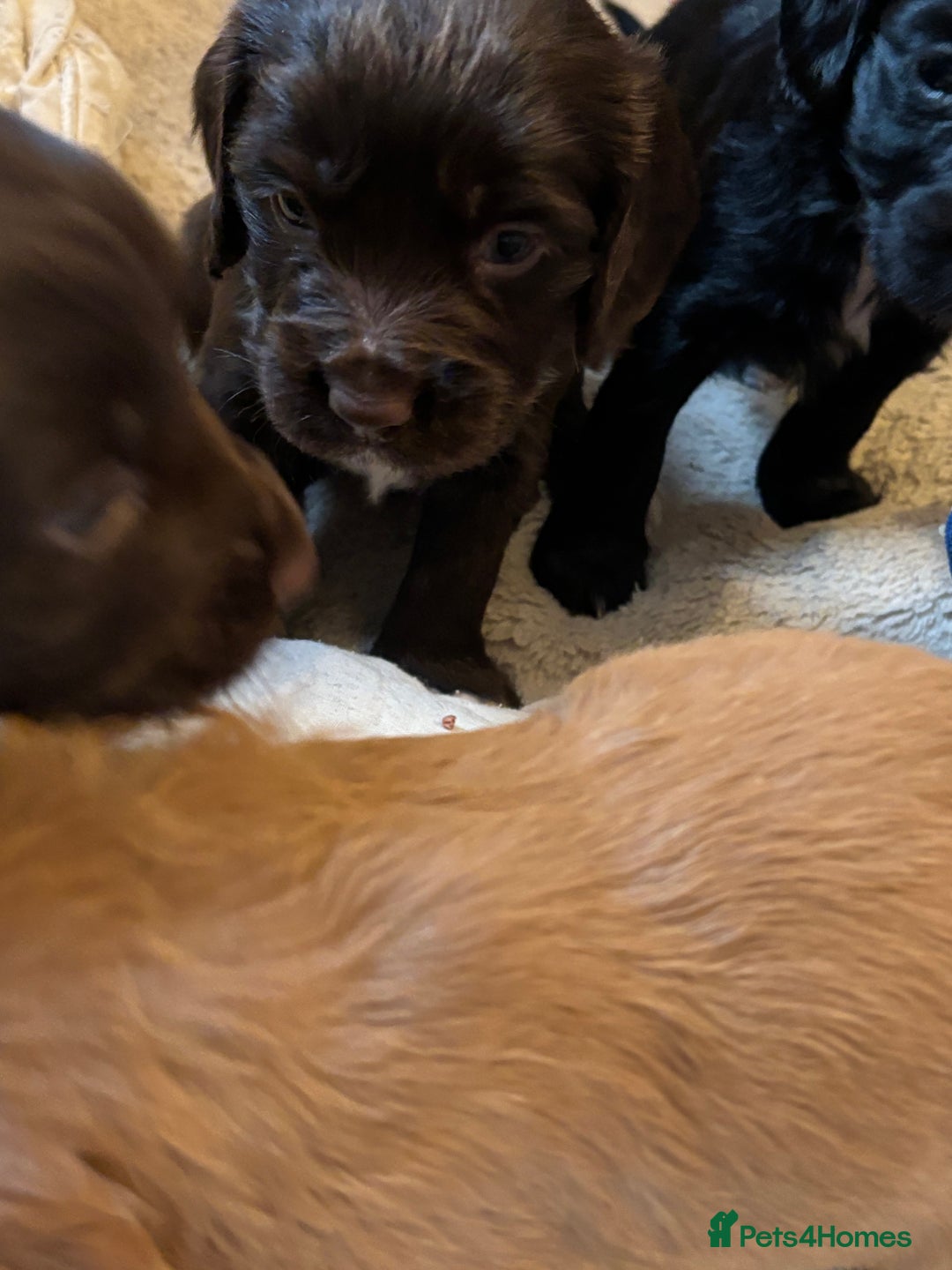 Cocker Spaniel dogs for sale: Gorgeous cocker spaniel ( working type) - Advert 13