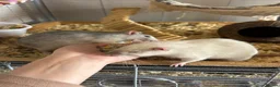 Rat rodents for sale: 4x rats and cage looking for rehoming read ad - Advert 15